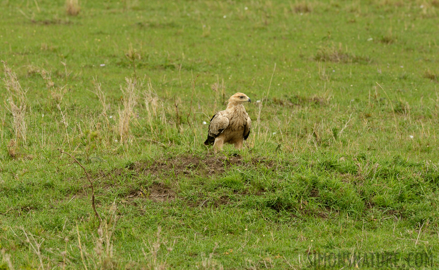 Aquila heliaca [400 mm, 1/200 sec at f / 13, ISO 500]